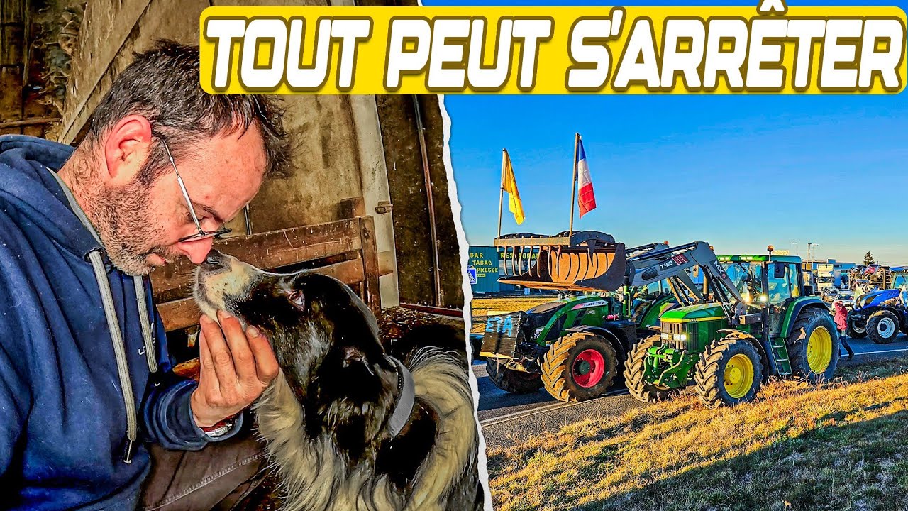 ILS NOUS ÉCRASENT… ET MON CHIEN JOUE SA VIE