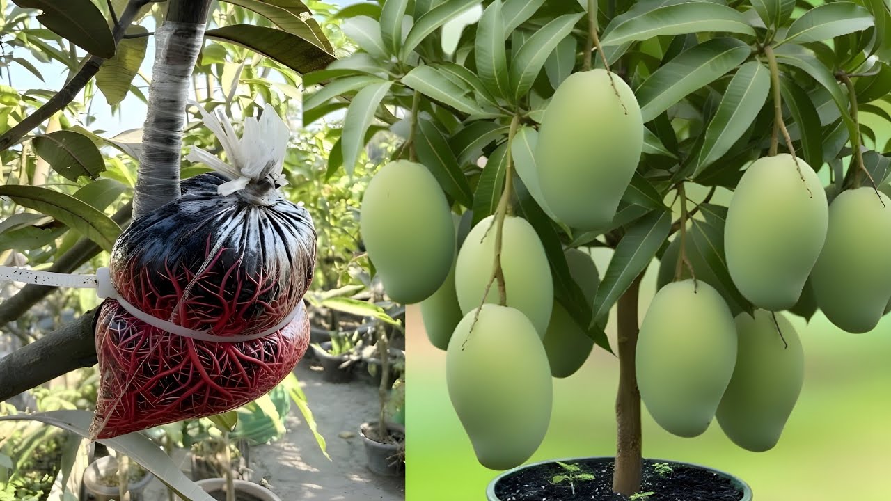 Contact Grafting On Mango Plant...Full Information/ Maidul's gardening 