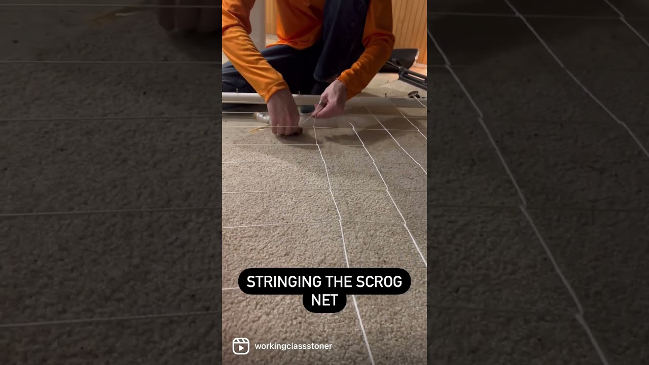 Stringing My Own SCROG Net: Two Spacing Techniques for Maximum Yield