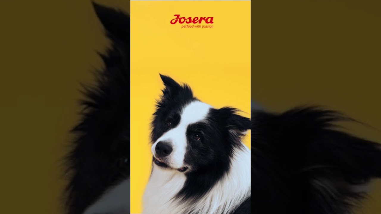 요세라! 한 알도 놓칠수 없어❤️&zwj;🔥 대형견을 위한 요세라 독 강아지사료🐶