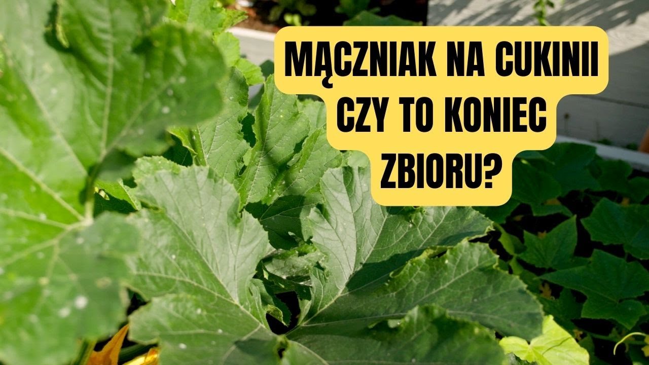 CZY TO KONIEC CUKINII? MĄCZNIAK NA CUKINII JAK ZWALCZYĆ?