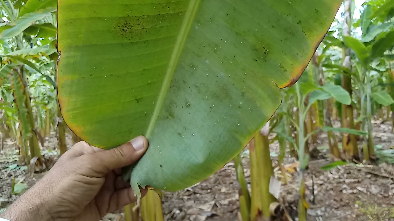 Controle de pragas na bananeira com a calda sulfocalcica - Manejo Preventivo