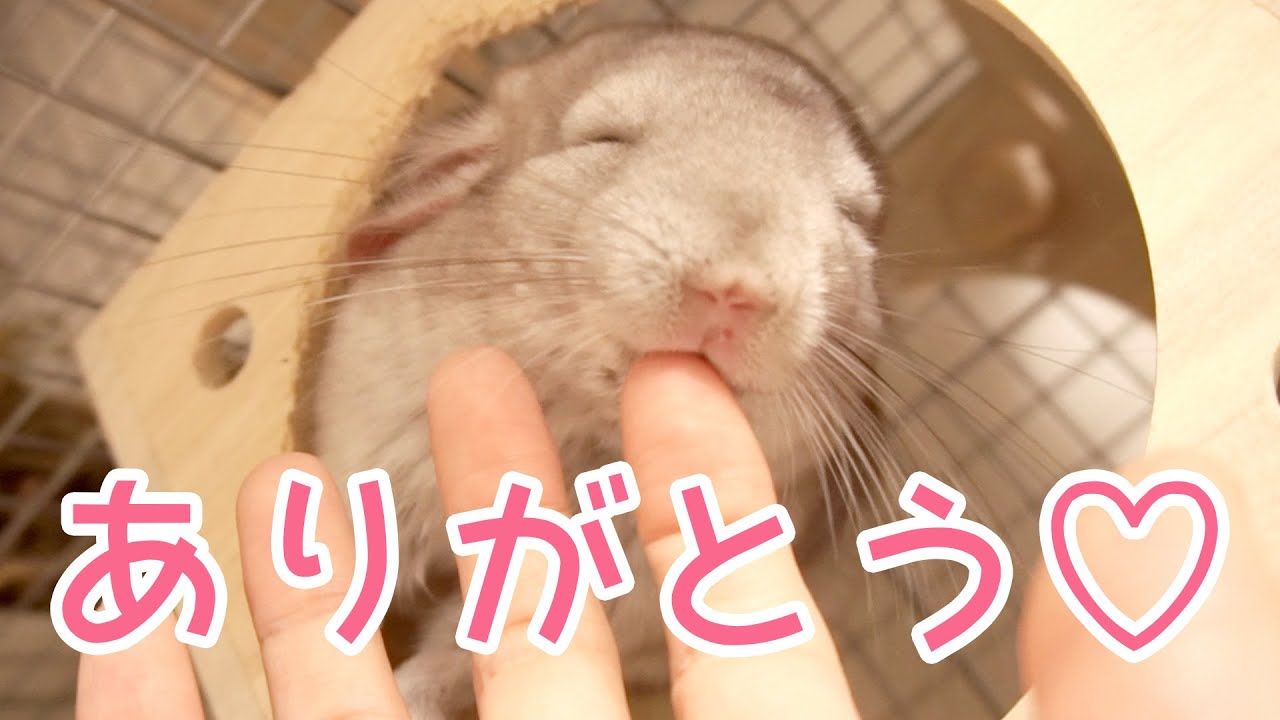 【チンチラ】なつくとこうなる！チンチラからのお返しスキンシップが可愛すぎる！！
