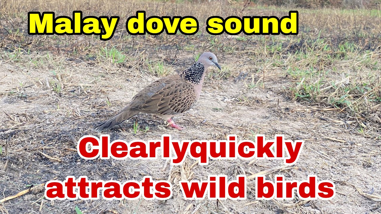 Malay dove sound Clearlywuickly attracts wild birds