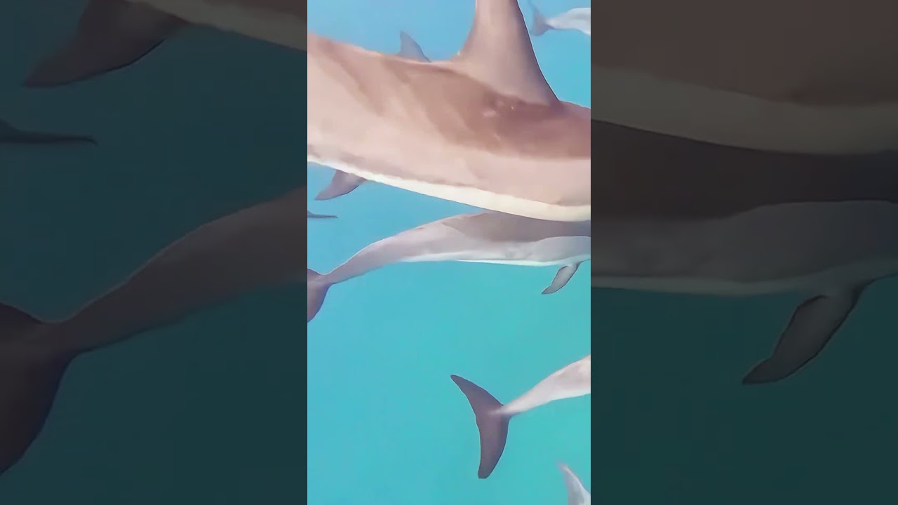 Swimming with wild dolphins in Mauritius