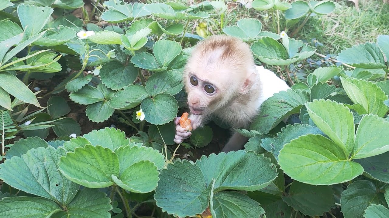 Baby monkey Rocky look for food on their own without dad