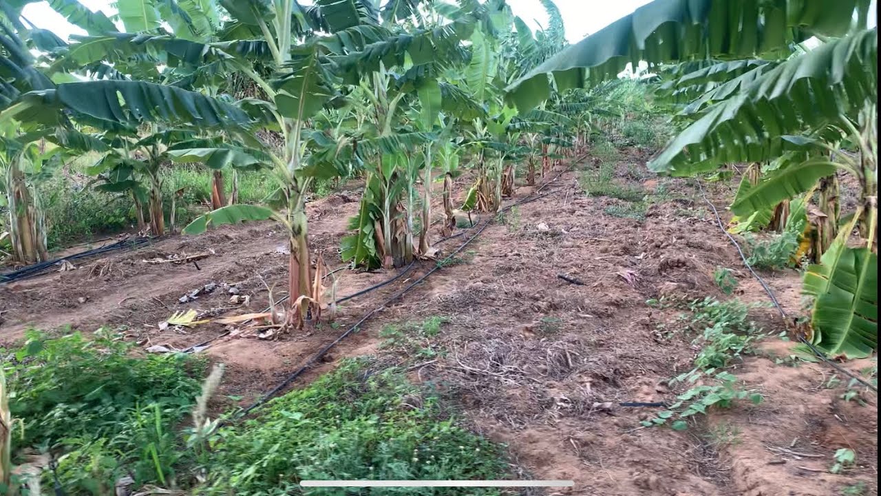 COLOCAMOS OUTRA MANGUEIRA DE GOTEJAMENTO NAS BANANEIRAS