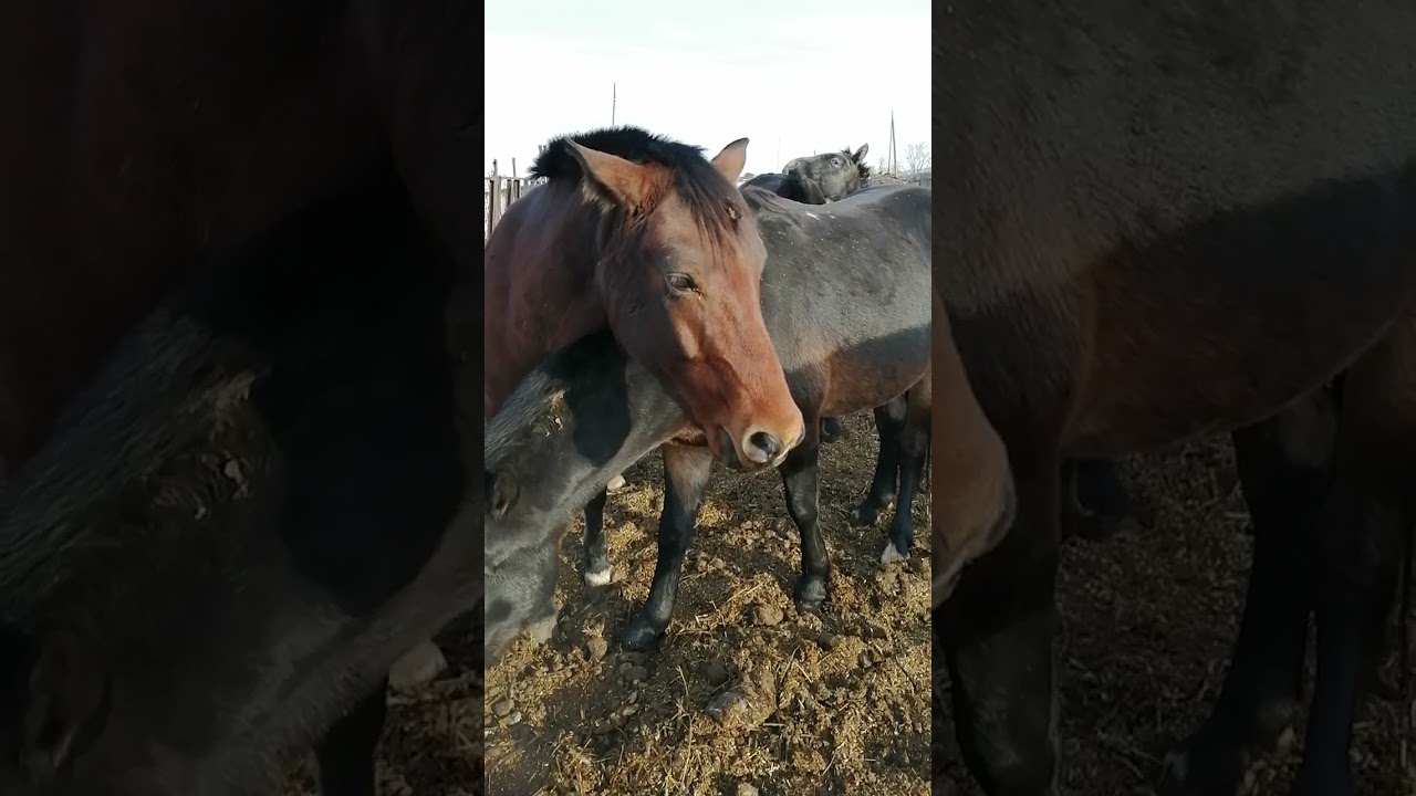 Horse Stallion 146 Erection