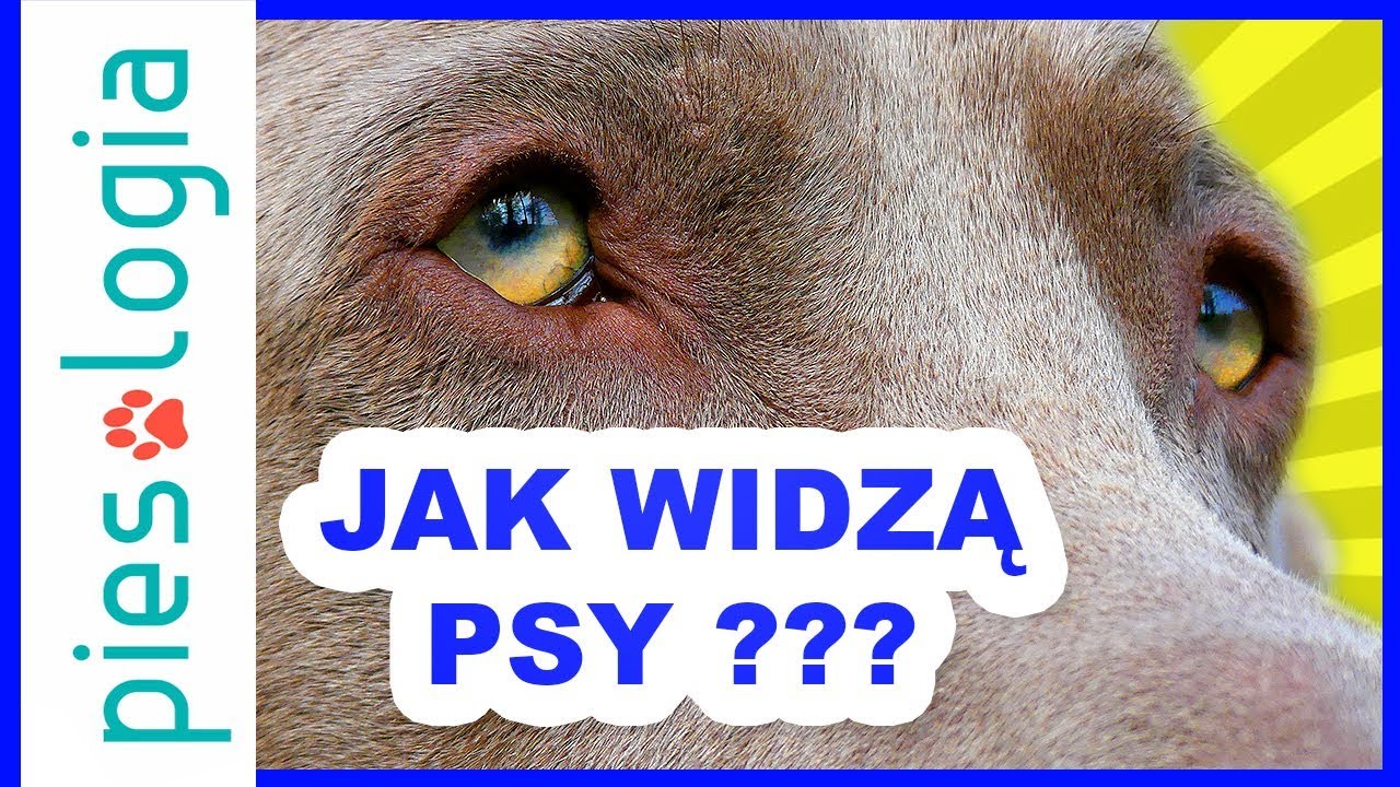 Jak widzą psy?