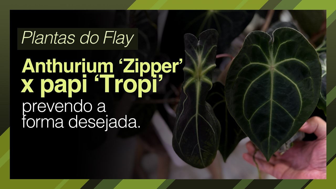 Anthurium 'Zipper' x papillilaminum 'Tropi' - Autoria e Co-autoria na Criação | Plantas do Flay