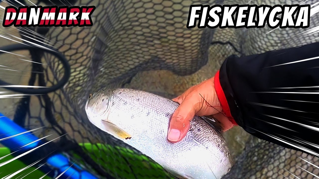 Min Största Havsöring i År på Fyn | Fiskelycka