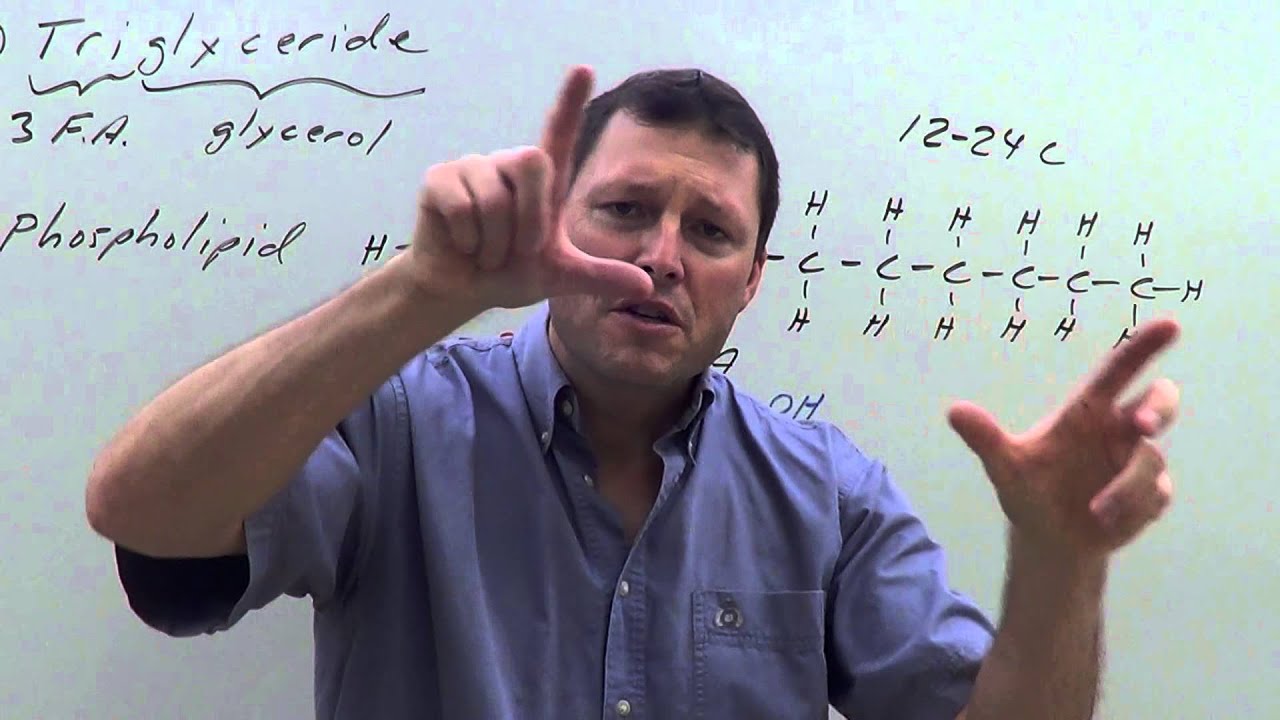 Lipid Fat