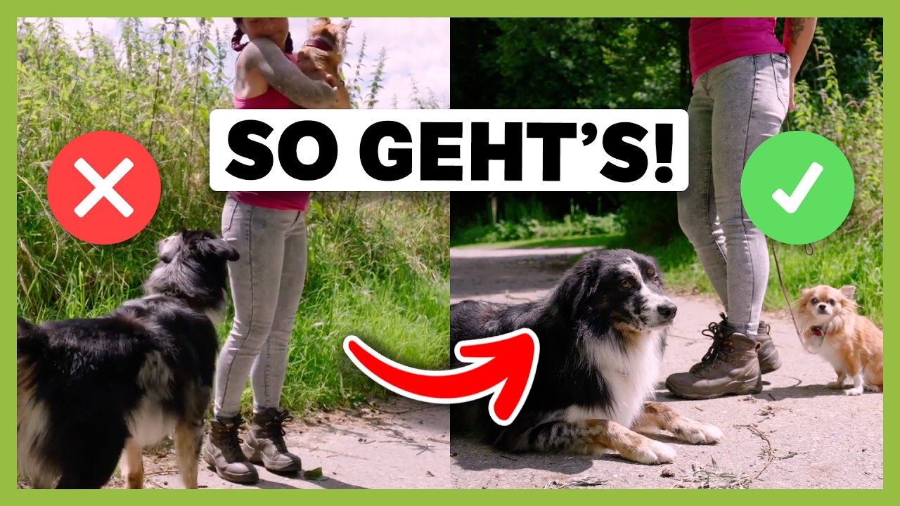Alternativverhalten richtig aufbauen: So kannst du mit unerwünschtem Verhalten umgehen