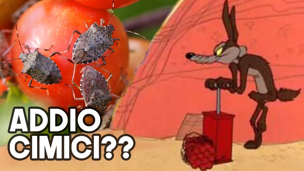 Autocostruzione di TRAPPOLA per CIMICE ASIATICA con il FEROMONE