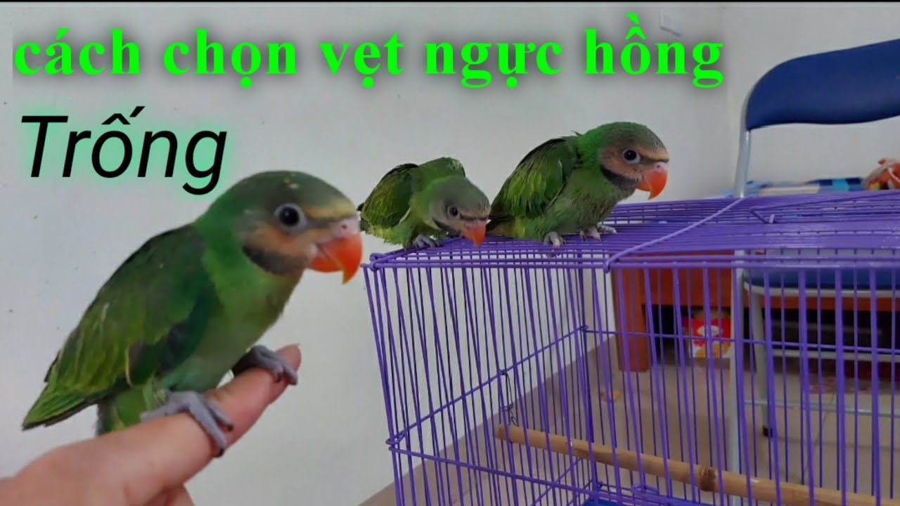 Kinh Nghiệm Trọn Vẹt Ngực Hồng Trống Mái