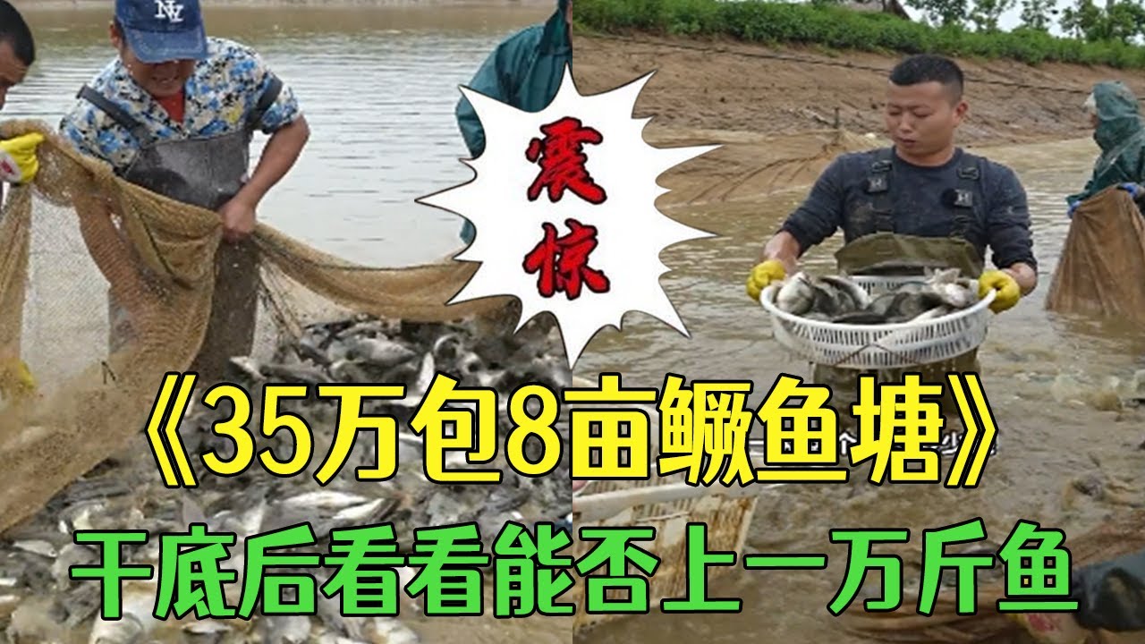 花35萬包下8畝鳜魚塘，幹底後看看能否上壹萬斤魚？#小飛哥#三農 #新農人計劃2026#鄉村守護人 #包塘 #大熱門