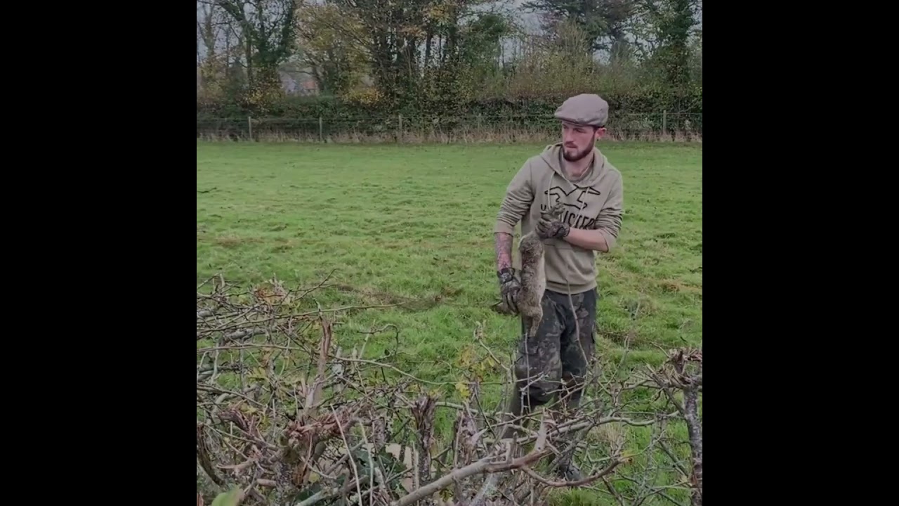 Catching rabbits using ferrets - Ferreting- rabbit hunting