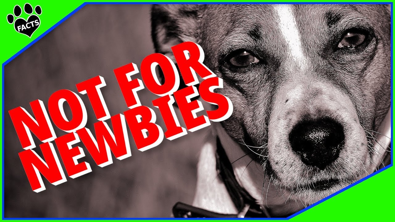 Top 10 Most Difficult Small Dog Breeds Not for Newbies - Dogs 101