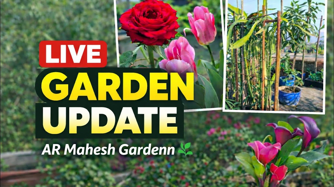Aaj Mere Garden Mein Kya Chal Raha Hai? | Live Garden Update #liveupdate #gardening