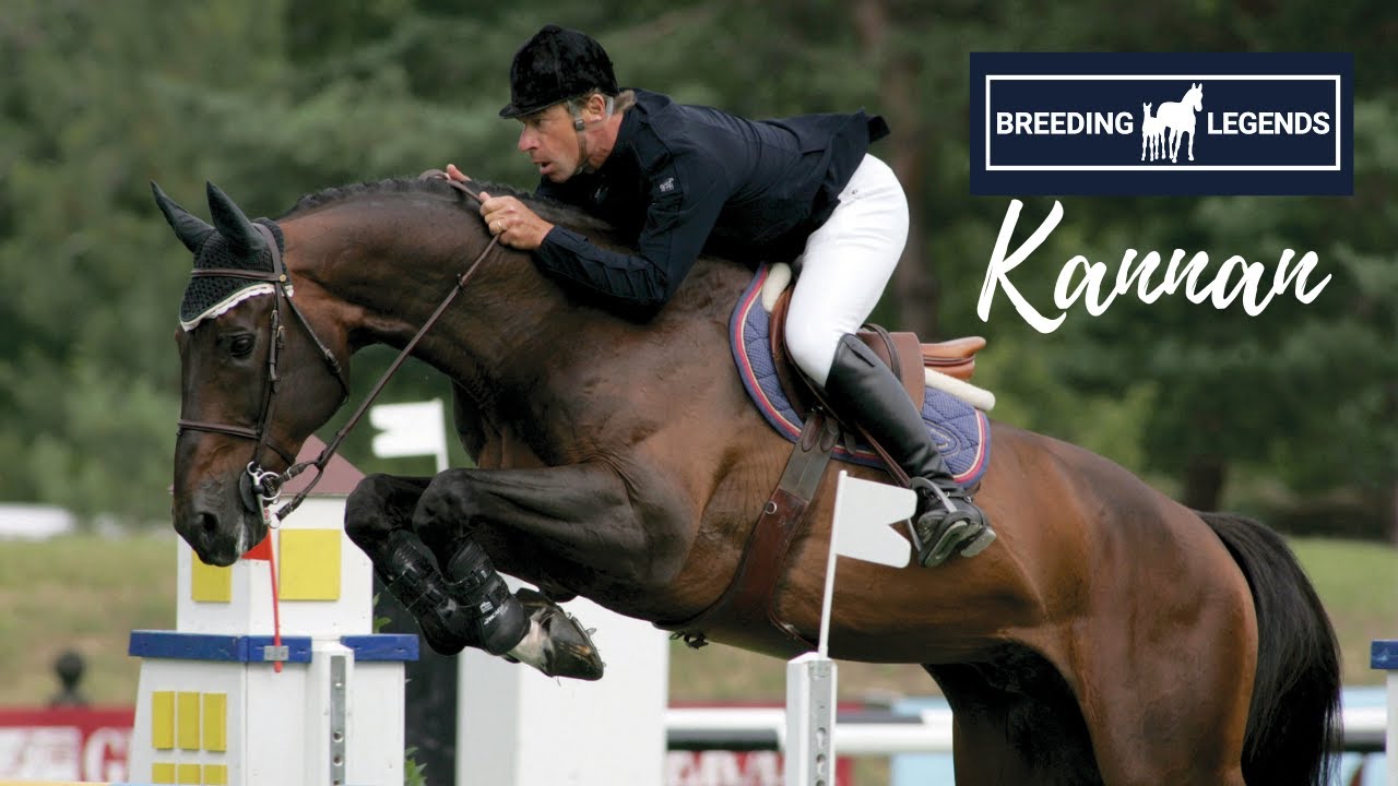 Breeding Legends | Kannan 😍 | Im Springblut ist dieser Vererber nicht mehr wegzudenken!