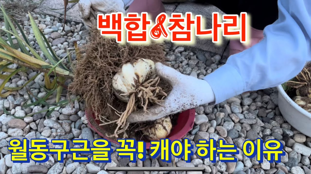 백합과 참나리 구근을 캤어요#번식과 심는방법#탄저병대처법