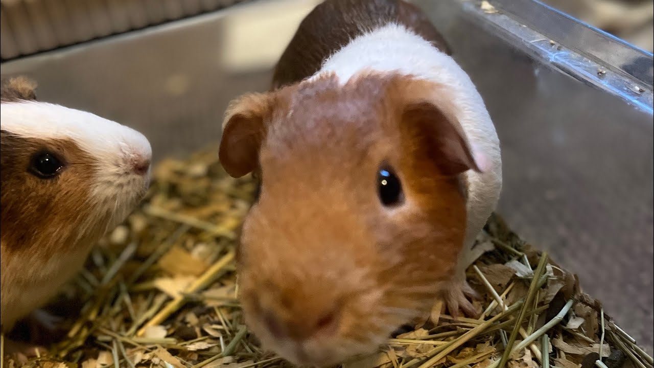 Guinea Pig brothers Runt & Gary #guineapig #shortsfeed