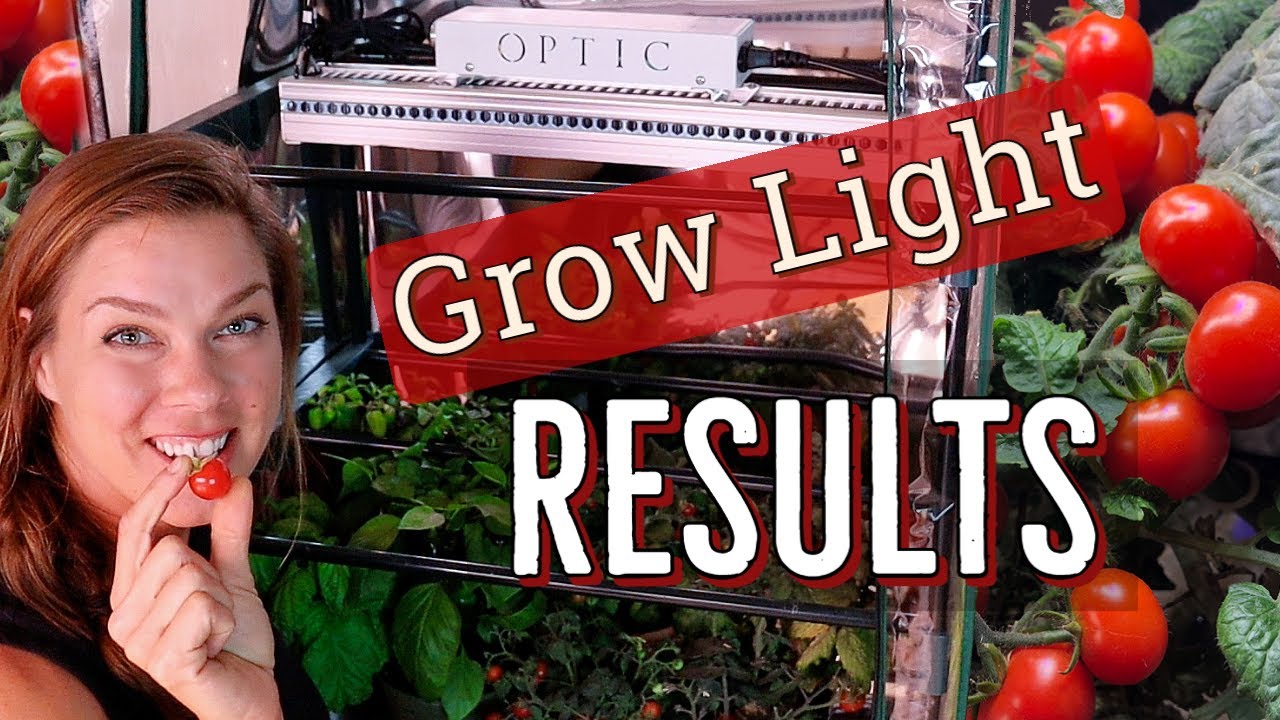 Growing Tomatoes & Peppers with Optic LED GMAX 150 Grow Light: Part 2