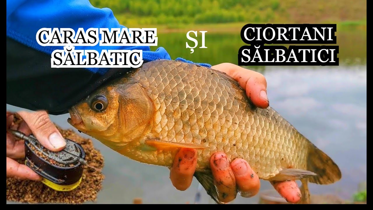 Pescuit la CARAS MARE SĂLBATIC SI CRAP SĂLBATIC La Feeder pe Balta secretă