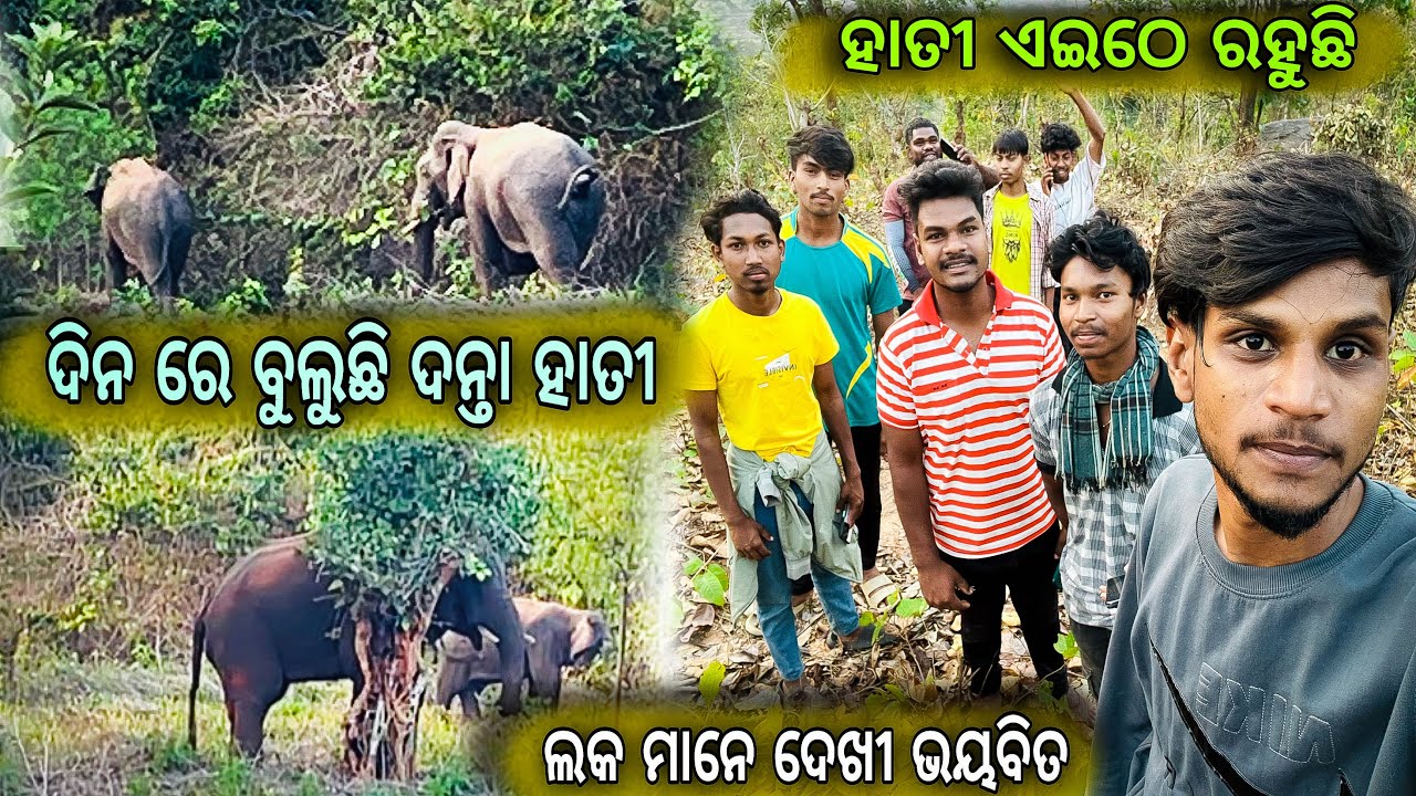 ହାତୀ 🐘ଦିନରେ ଆକ୍ରମଣ କଲା ସବୁ ଛାରକାର👀  ଗାଁ ରେ attack କଲା ହାତୀ 🐘 