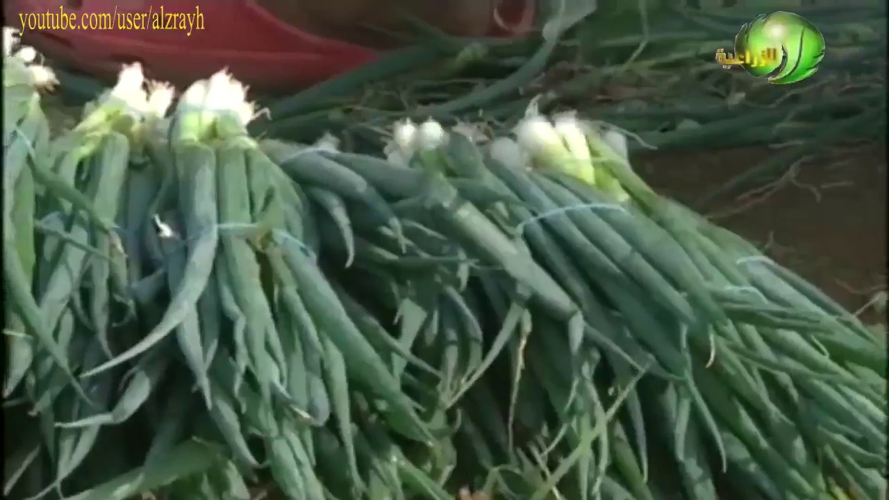 زراعة البصل الاخضر للتصدير