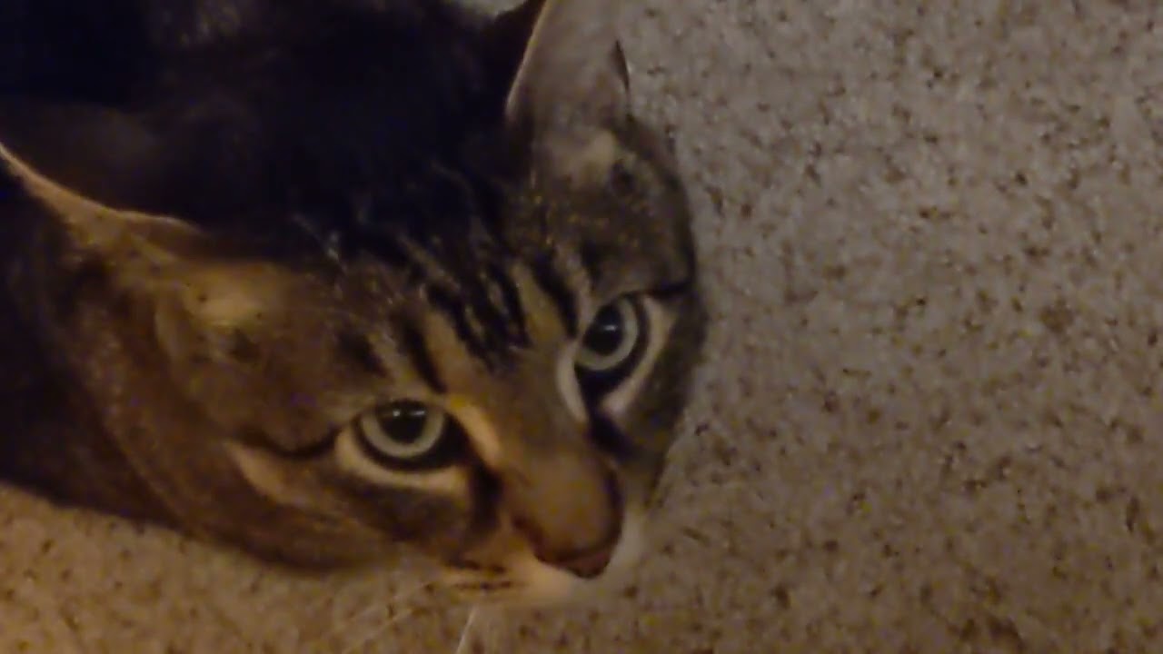 Me Chasing Jones Around the House Comedy Video