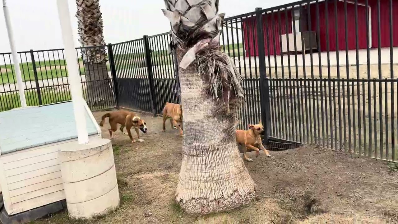 Cindy Lu Who, Dallas, Samantha and Elmira in the Delano doggy play yard 