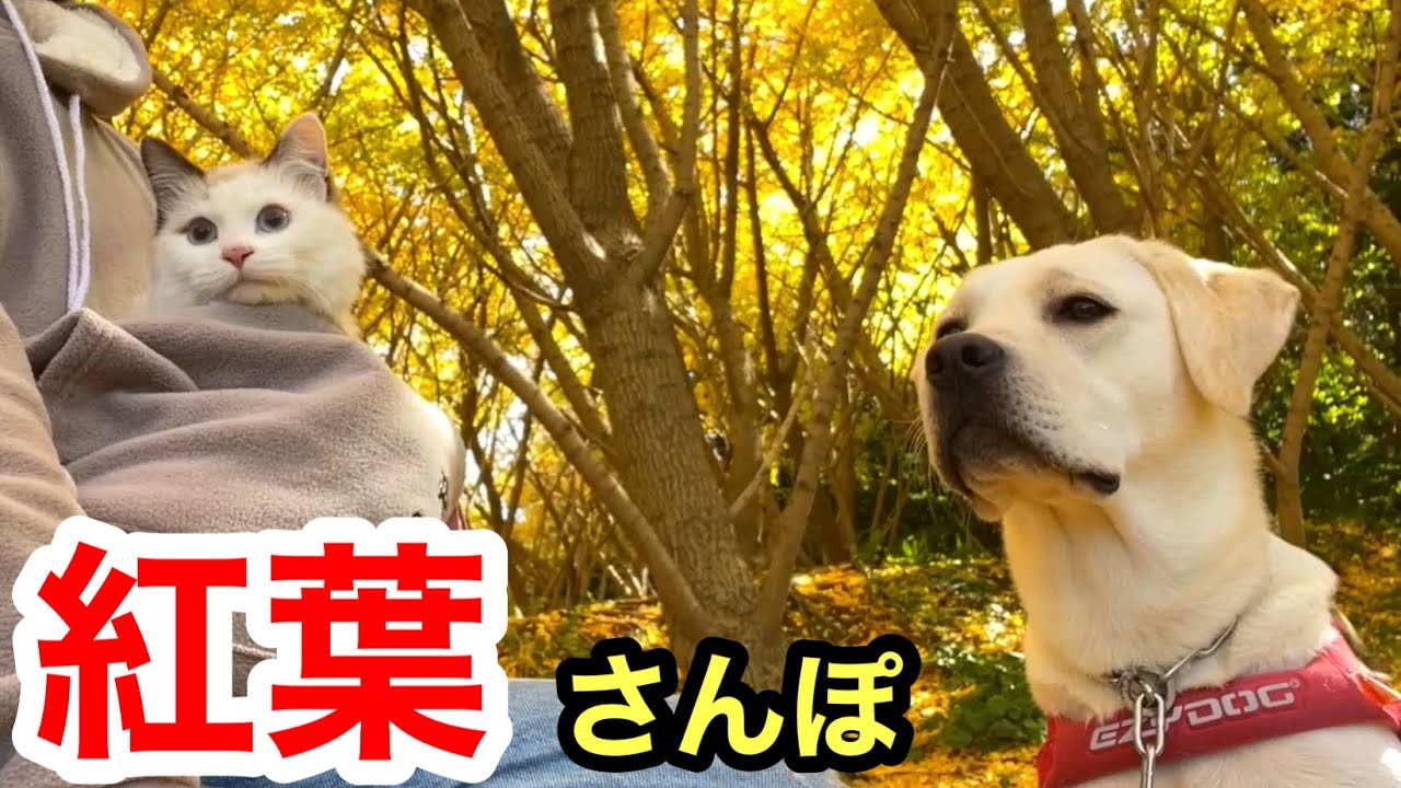 美しい並木道！紅葉【千本イチョウ】ペット連れも楽しめる（鹿児島）