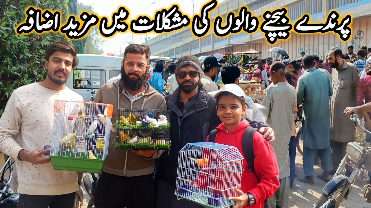 Lalukhet Sunday Birds Market 25-01-2026 Update | lalukhet birds market 2026 latest update @SYEDBIRDS