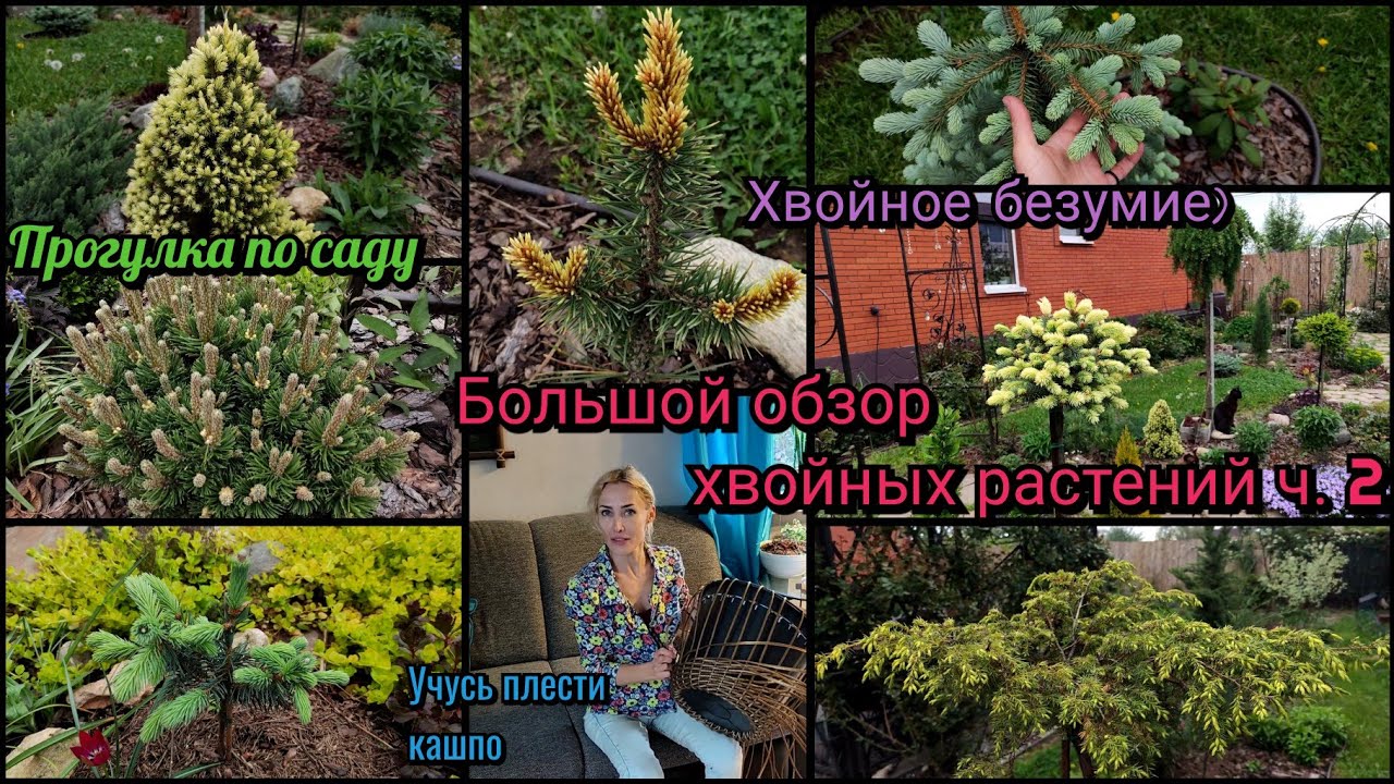 Обзор всех моих хвойных растений ч.2. Хвойное безумие. Приросты. Прогулка по саду. хвойная коллекция
