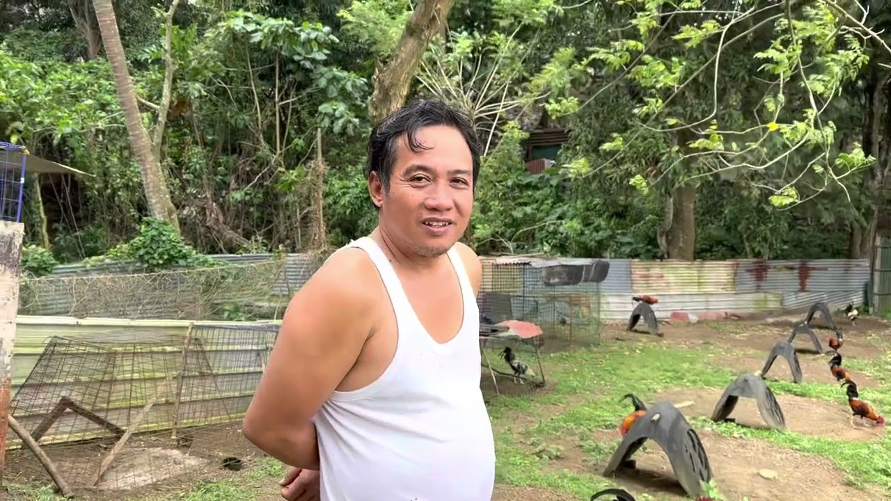 Manok pang sabong mini farm ni bosing nilo,palo alto calamba laguna part 2