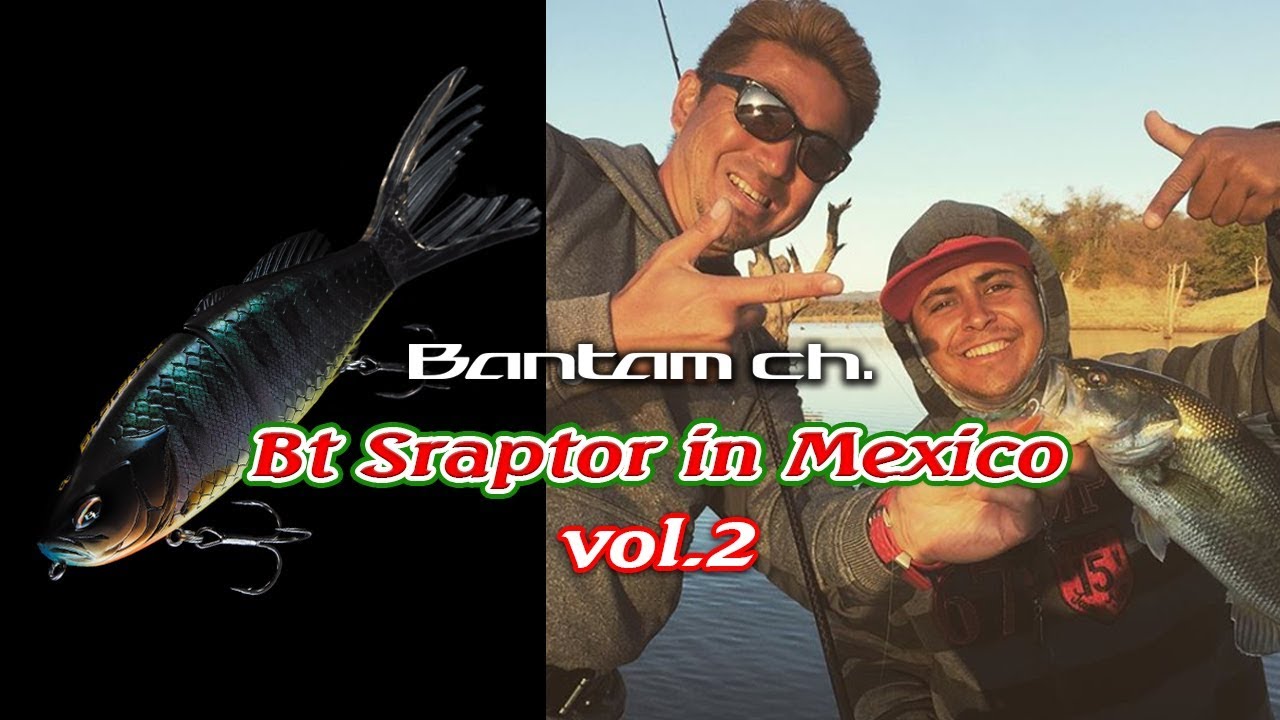 BANTAM Ch. 【奥田学】Bt Sraptor in Mexico  vol.02