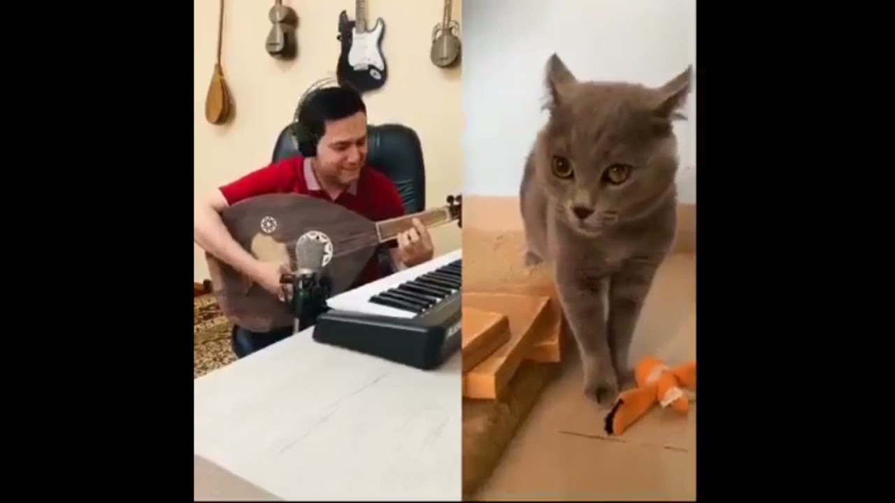 QUANDO OS MIADOS DO GATO SE TRANSFORMA EM MUSICA (pra fundo de v&iacute;deo)