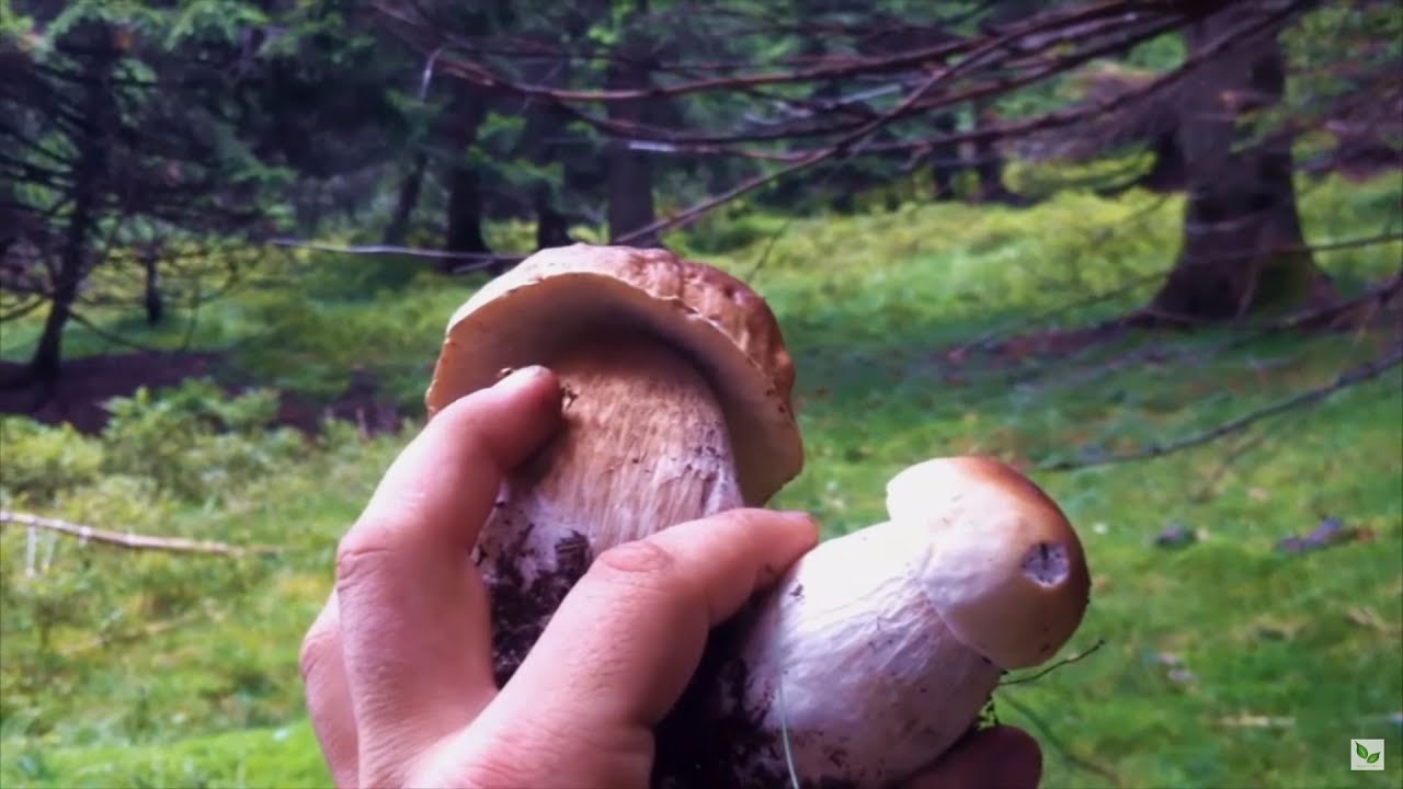 Funghi Porcini - Как вырастить много белых грибов дома на подоконнике 2019