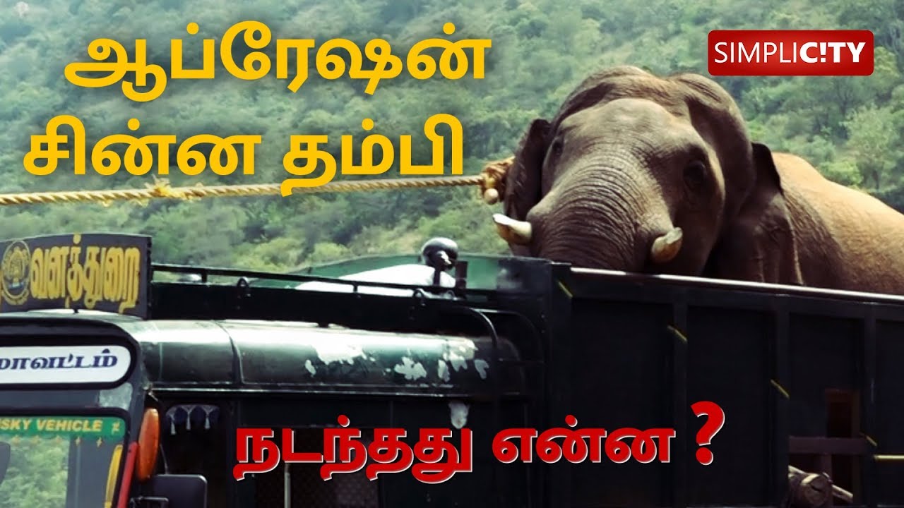 Exclusive: How Wild Elephant Chinnathambi was translocated from Thadagam?