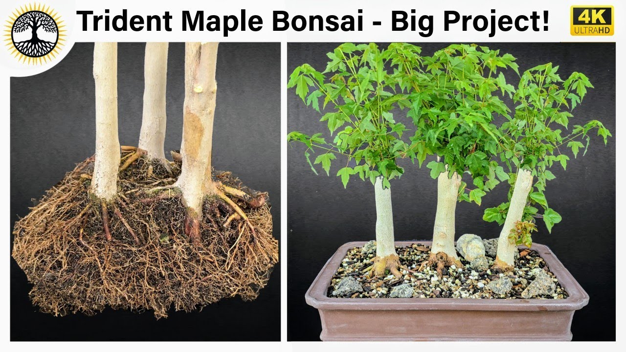 Trident Maple Bonsai - From Nursery Stock