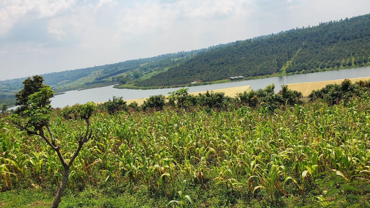 #WAHUBAKA Hotel,Motel#HOUSE RETREAT Kuri MUHAZI#HECTARES 4 ZIHINZEMO IMYEMBE Byari 500M Ubu 450M Ni👍