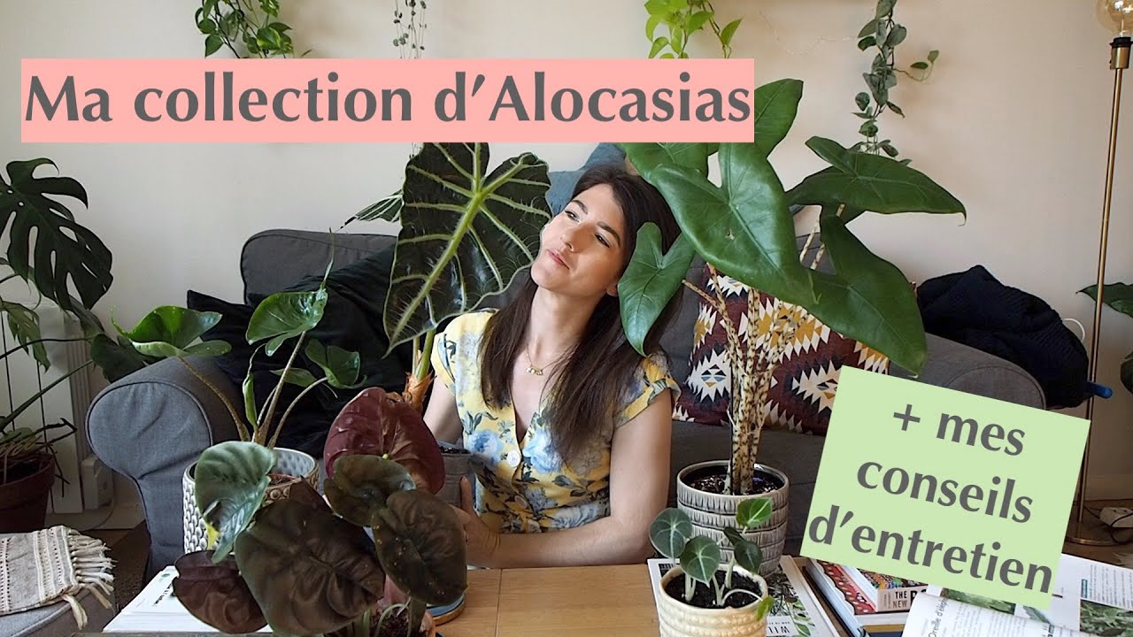 L' Alocasia : Entretien & Collection personnelle