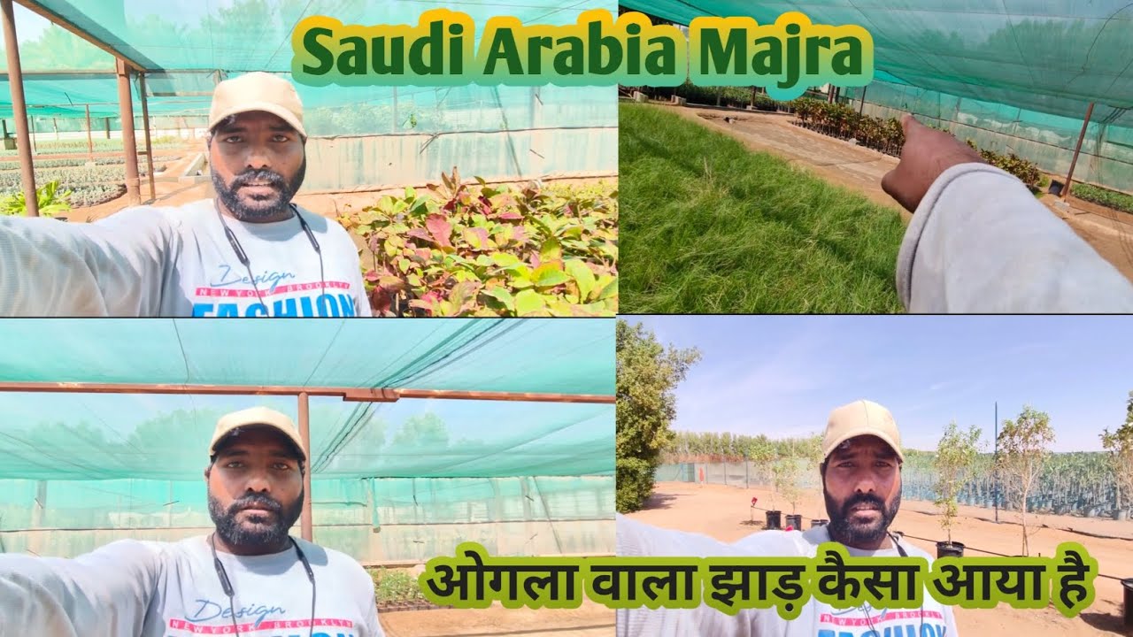ओगला वाला झाड़ कैसा आया है