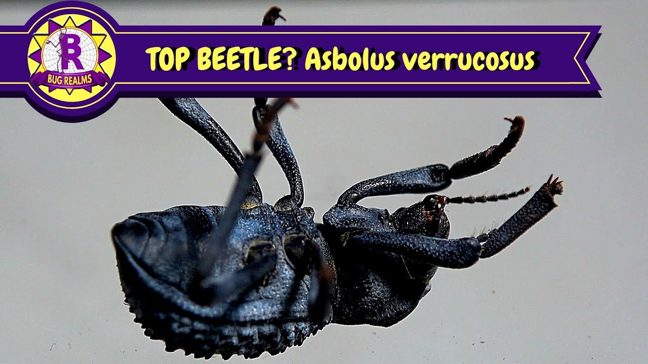TOP BEETLE? Asbolus verrucosus - blue death feigning beetle