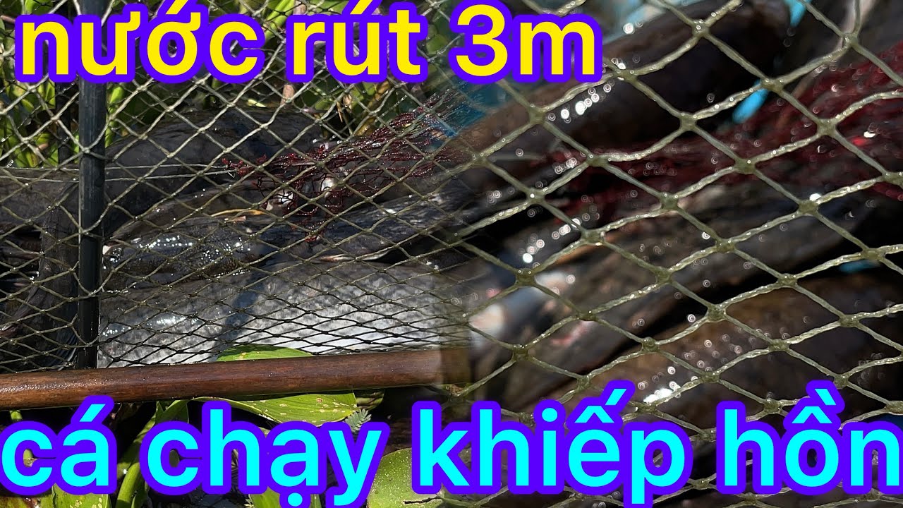không ngờ nước rút 3m ,cạng khô vậy mà cá chạy khiếp hồn#mỹbp#localnews 