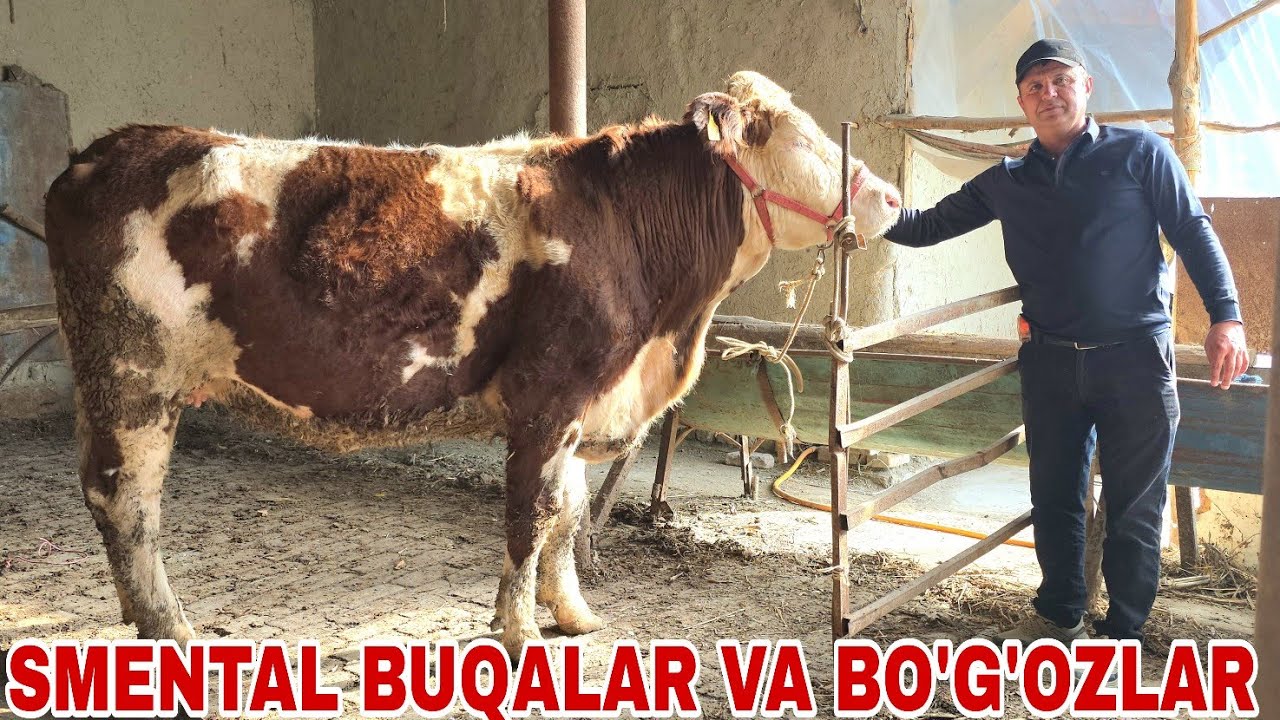 Bahrom akadan toza qonli smental kuntgan akalarimiz uchun buqachalar va bo‘g‘oz sigirlar 24 02, 2026