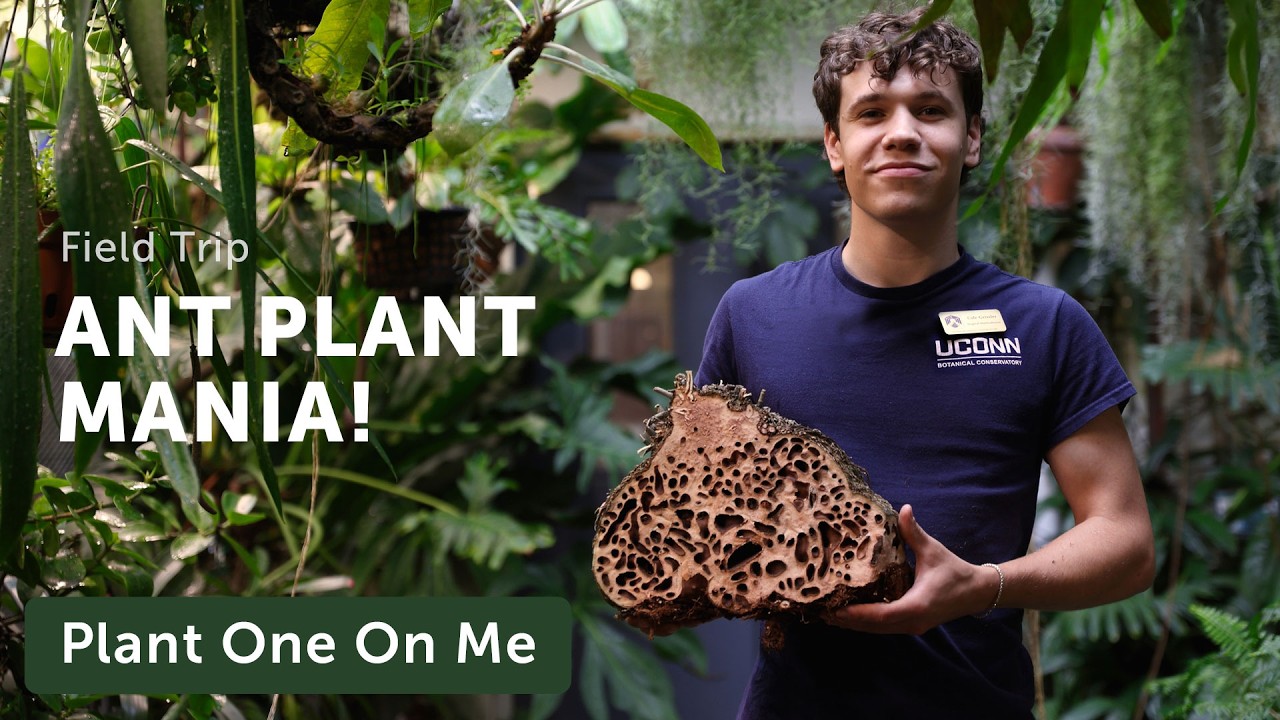 ANT PLANT Tour at UConn Conservatory — Ep. 420