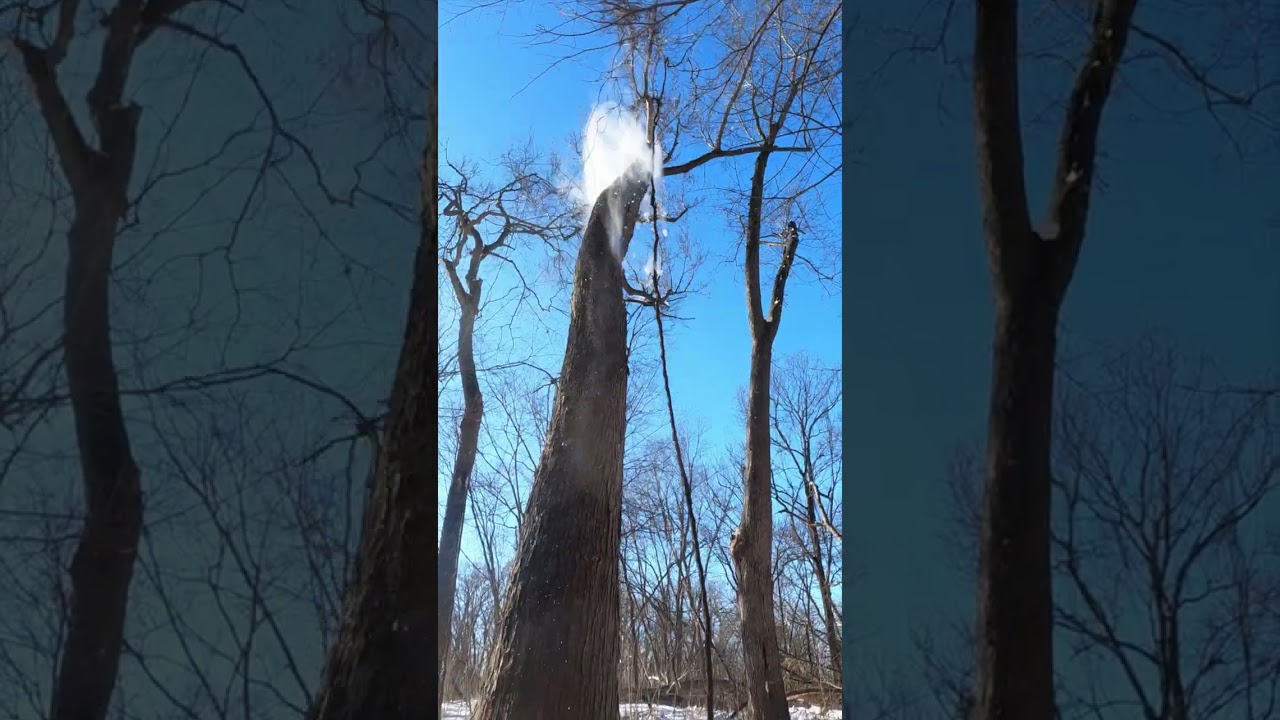 Best logging action scenes of the week