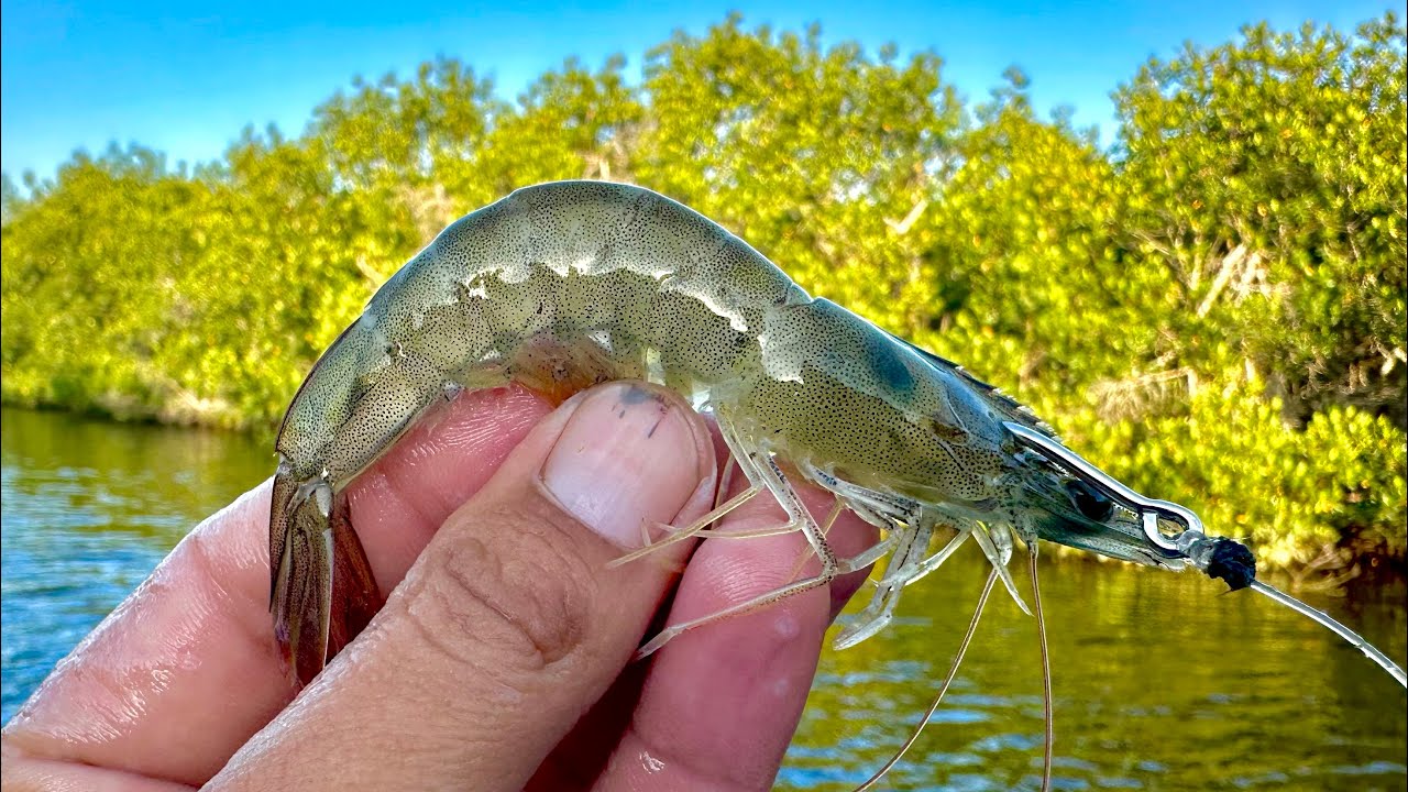 PESCA con CAMARÓN VIVO || RÓBALOS y PARGOS.